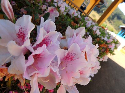 Summer pink flower sunny