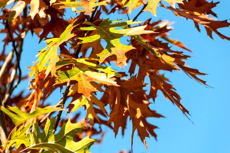 Nature october pattern