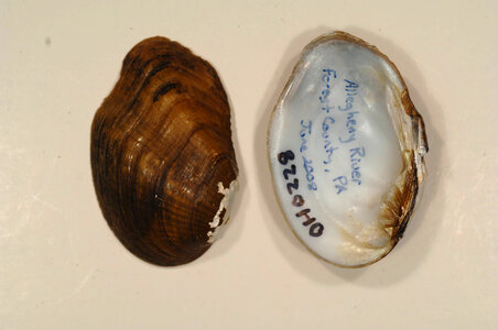 Epioblasma rangiana-1