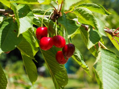 Red ripe sweet cherry photo