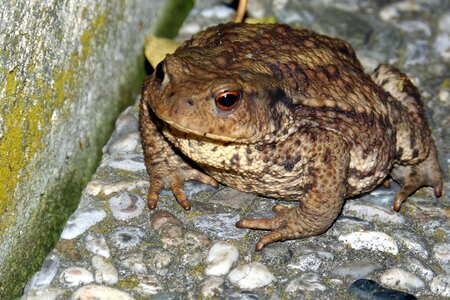 Common toad warts bufo bufo photo