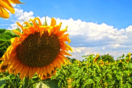 Flowers plants flowering photo