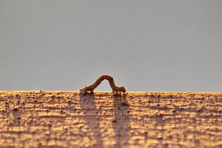 Insect larva light brown