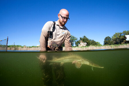 Fishery biologist surveys a Pallid sturgeon-7 photo