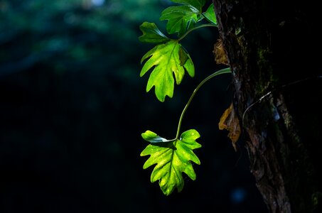 Green leaves background