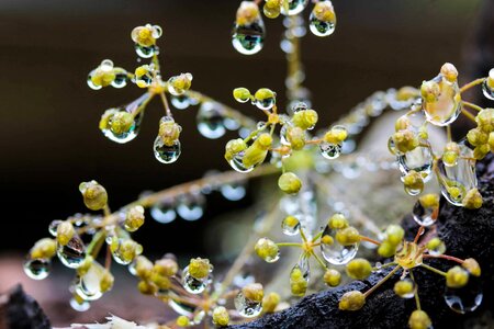 Beautiful Flowers beautiful image beautiful photo