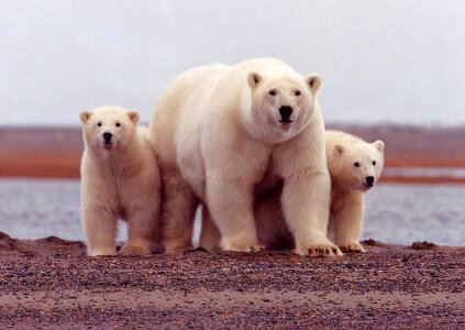 Polar bear female with young photo