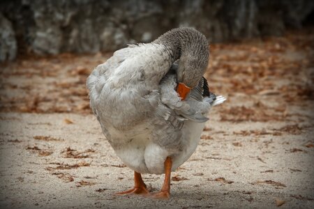 Feathers animals ave