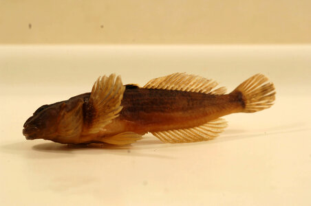 Cottus beldingii-1