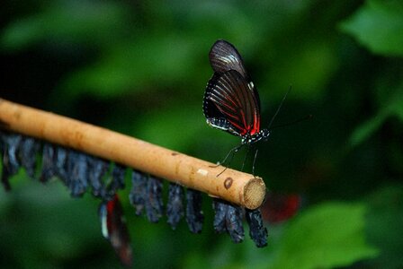 Black green leaf