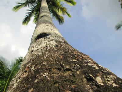 Tall tree organic