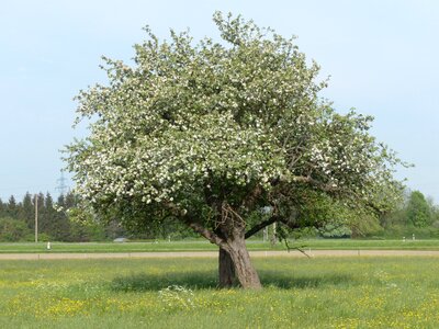 Apple blossom nature spring