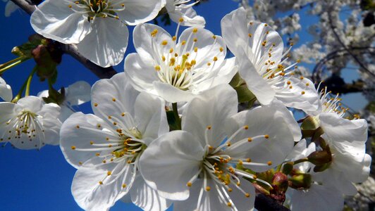 White spring white blossom