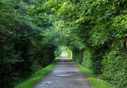 Way spacer foliage photo