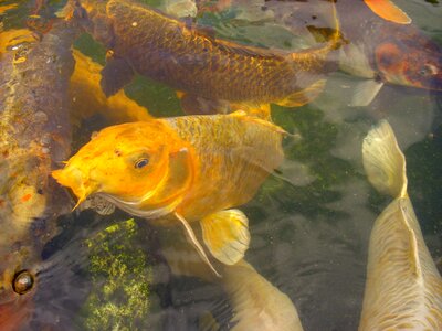 Pond yellow cyprinus carpio