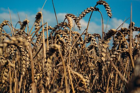 Field harvest crop photo