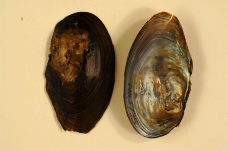 Anodonta beringiana