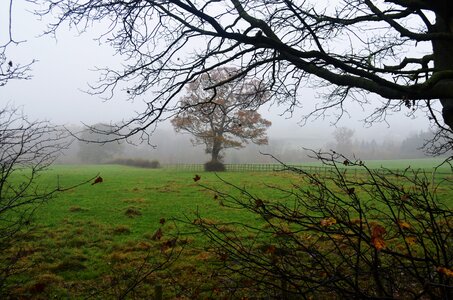 Background tree field photo