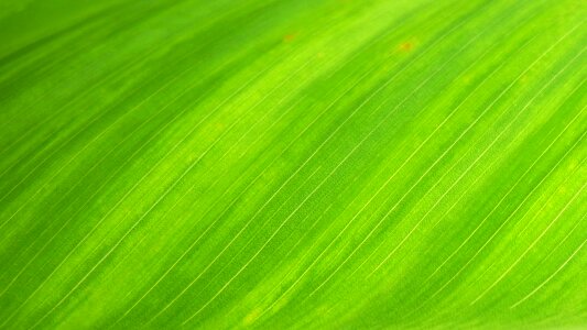 Structure texture wallpaper