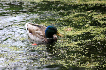 Mallard swimming in duckweed photo