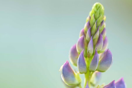 Beautiful Flowers biology bloom