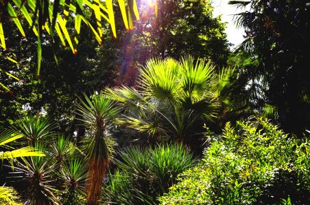 Botanical garden florence italy