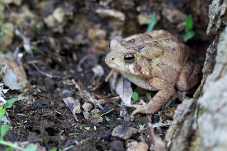 American amphibia forest