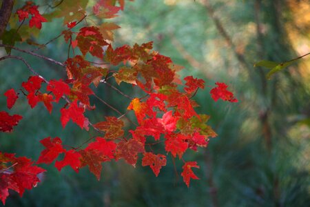 Red tree cascade photo