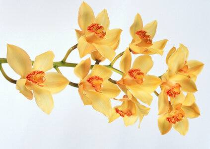 Yellow orchid photo