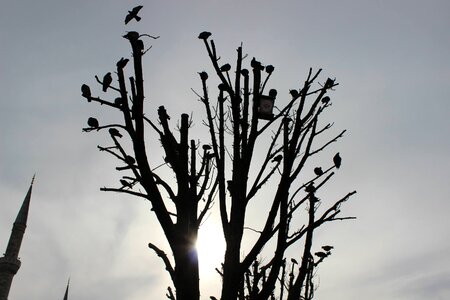 Animal avian backlight photo