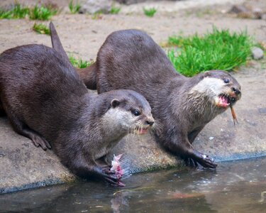 Eat zoo animals