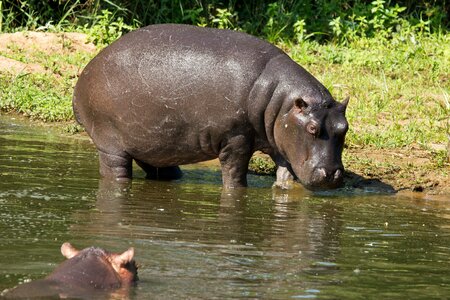Animal wildlife africa