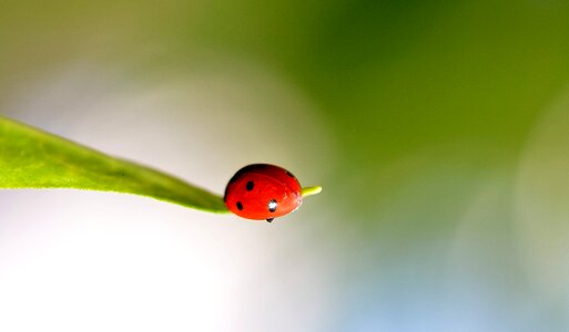Red lady bug photo