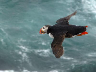 Nature flying bird
