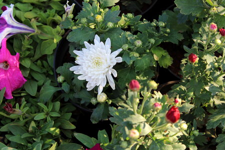 White Chrysanthemum