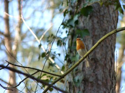 Animal birdsong forest