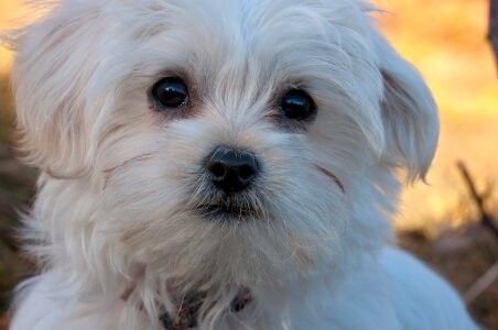 Maltese white small photo