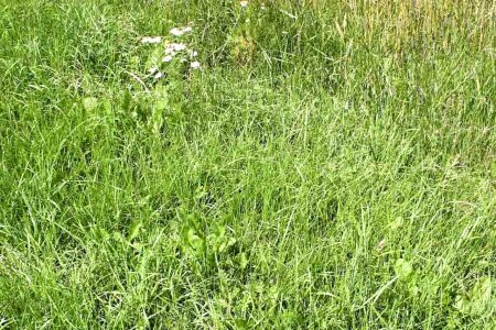 Grass Plants greenery 