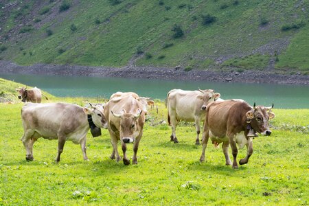 Switzerland canton of glarus glarus photo