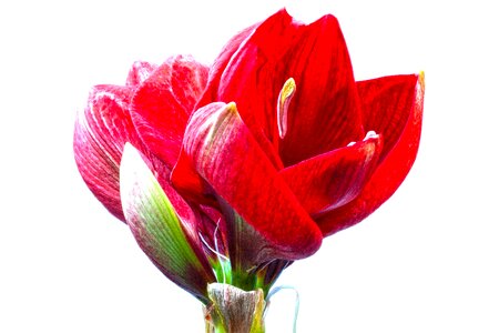Flower plant botany