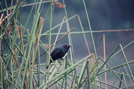 Black Bird  