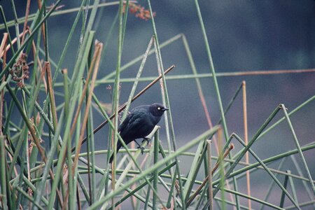 Black Bird photo