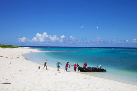 Nihoa Millerbird Translocation-1