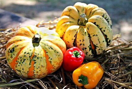Agriculture autumn autumn season