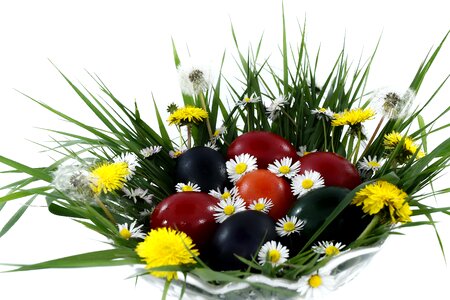 Bowl colorful daisies