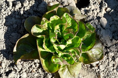 Nature flora lettuce
