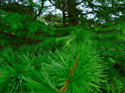 Branch branches conifer photo