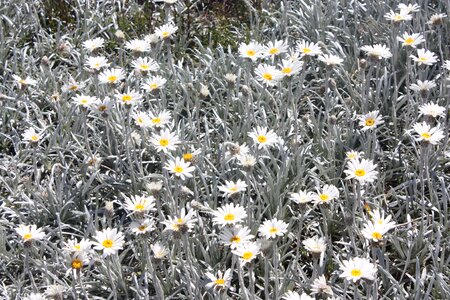 Natural blossom bloom