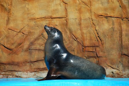 Animal sea lion zoo photo