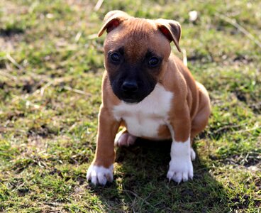 Stafford-shire Bull-terrier Puppy photo